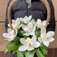 Basket with Orchid